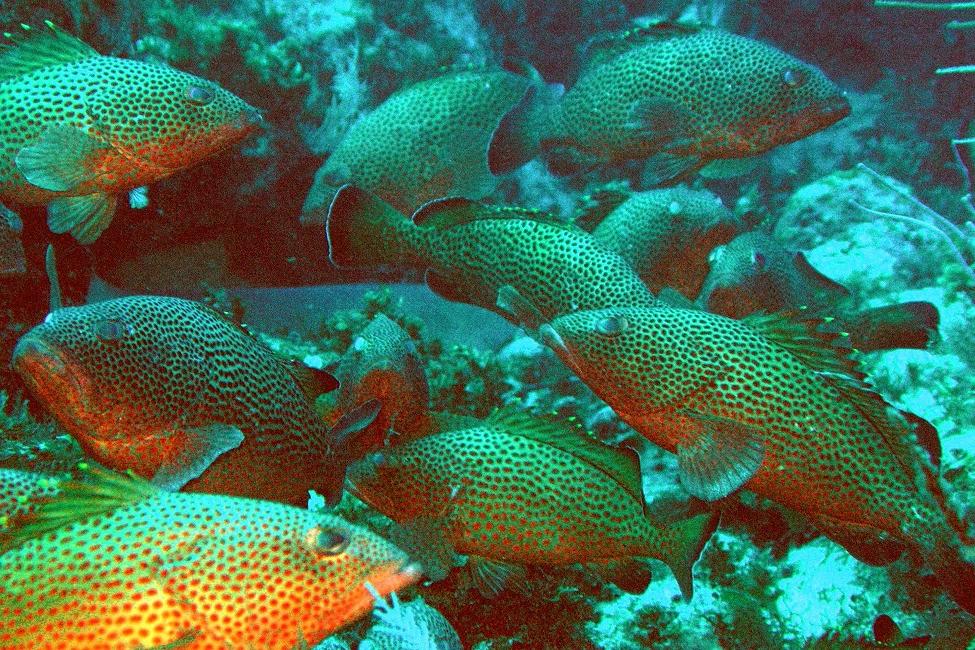红鹿石斑鱼，鱼，波多黎各，美国.S. 加勒比